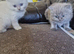 British short haired cross kitten for sale