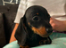 Miniature dachshund
