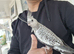 Super hand tamed cockatiels for sale