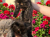 Persian kittens in Barking