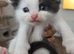 Cute persian kittens ️