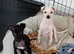 Italian Greyhound Puppies