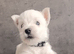 Gorgeous RKC reg West highland white terrier puppies