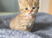 GCCF Registered British Shorthair Golden & Black Tipped Kittens &ndash; Ready 28th June