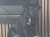 Gorgeous male cane corso 12wks