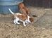 Beautiful Cavalier King Charles Spaniel Puppies – Ready for Loving Homes