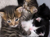 Kittens for sale