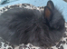 Girl Bunny needing loving home