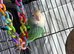 Lovebirds