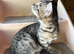 Beautiful bengals