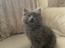 Maine Coon x Ragdoll Solid Grey Kitten