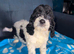 4 DNA health tested puppies for rehoming