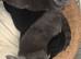 Need to rehome these two beautiful sisters as I can’t take care off them financially