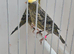 BEAUTIFUL PROVEN PAIR OF LIZARD CANARIES