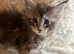 Lovely Maine coon kitten looking for their new homes