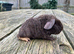 Teddy boars