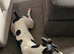 4yr old Parson Jack Russell