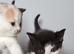 Gorgeous pedigree kittens