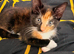 Female tortoise shell kitten