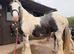 Mare and foal