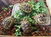 Leopard Tortoise Hatchlings- Standard colouring / rare high whites.
