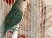Canaries for sale