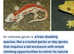 Reptile fish amphibians insects wanted