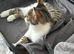 Beautiful kittens, brother and sister (part Maine Coone)