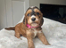 F1 Cockapoo Puppies PRA clear! Both parents KC registered- Health Tested