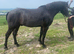 Connemara gelding