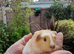 Baby guinea pigs BLACKPOOL AREA