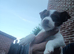 Jack russell Chocolate and white female