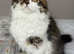 Scottish Fold TICA registered