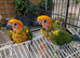 Sun Conure Baby for Sale (1 SOLD, 1 Available)