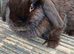 Adult Female Bunny