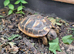 2016 Hatched Hermanns Tortoises For Sale