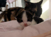 REDUCED!! KITTENS!! READY SOON!