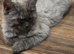 Purebred Maine Coon Kittens with Pedigree