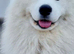 KC Samoyed puppies