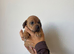 ONLY 2 LEFT cocker spaniel cross
