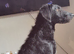 Labradoodle 8 months male