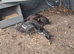 2 Runner Ducks for Sale – £30