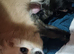 Two female chihuahua puppies for sale