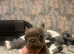 4 male French bulldogs