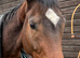 Kevin 16.3/17h gentle giant!