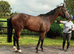 Smart sweet 16.1h 4yo TB gelding RORE