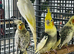 Baby Cockatil parrot