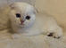 READY TO GO WHITE SCOTTISH FOLD KITTENS