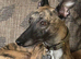 Stunning whippet pupies