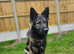 Stunning long coat german shepherd female